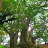 Mayotte, Musicale beach, baobab