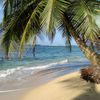 Panama, Bocas Del Toro, Bastimentos island, Red Frog beach, palm over water