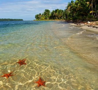 Panama, Bocas Del Toro, Colon island, Starfish beach, in the water