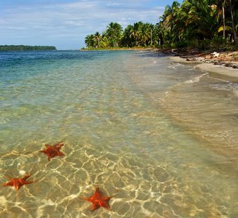 Панама, Бокас-дель-Торо, остров Colon, пляж Starfish, морские звезды