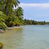 Panama, Bocas Del Toro, Colon island, Starfish beach, palms
