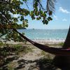Puerto Rico, Vieques island, Media Luna beach, hammock