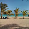 Puerto Rico, Vieques island, Sun Bay beach, palm trees near the campsite