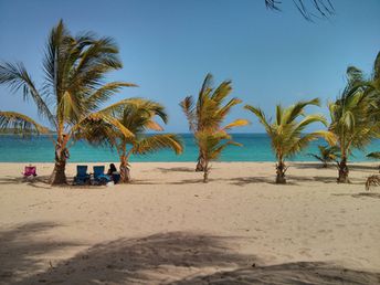 Puerto Rico, Vieques island, Sun Bay beach, palm trees near the campsite