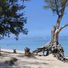 Остров Реюньон, пляж Saint-Gilles, дерево