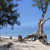 Reunion island, Saint-Gilles beach, tree