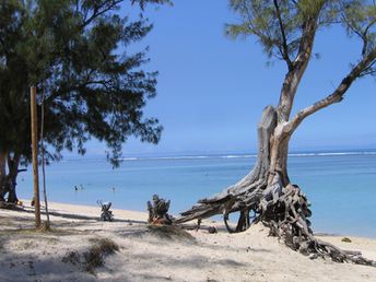 Reunion island, Saint-Gilles beach, tree