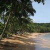 Sao Tome and Principe, Principe island, Bom Bom beach, palm trees