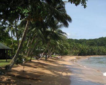 Sao Tome and Principe, Principe island, Bom Bom beach, palm trees