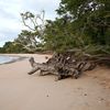 Sao Tome and Principe, Sao Tome island, Tamarindos beach, snag