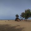Шри-Ланка, пляж Баттикалоа, дерево