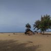 Sri Lanka, Batticaloa beach, tree