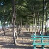 Sri Lanka, Batticaloa beach, trees and bench