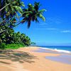 Sri Lanka, Beruwala beach, palm trees