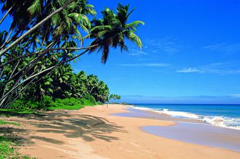 Sri Lanka, Beruwala beach, palm trees