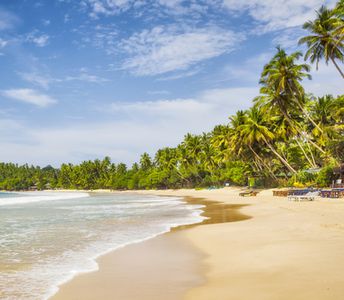 Шри-Ланка, пляж Мирисса, пальмы