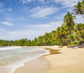 Sri Lanka, Mirissa beach, palm trees