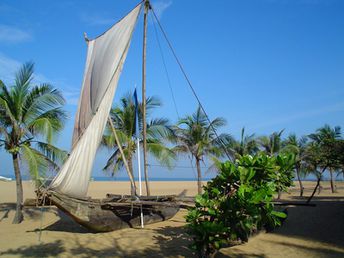 Sri Lanka, Negombo beach, palms