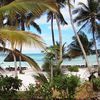 Zanzibar island, Pongwe beach, palm trees
