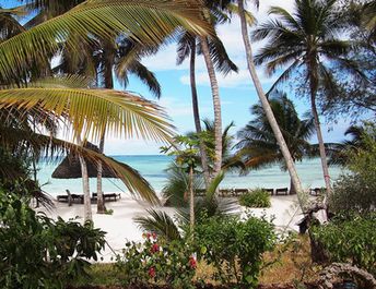 Zanzibar island, Pongwe beach, palm trees