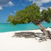 Aruba, Eagle beach, fofoti tree