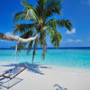 Bandos Maldives beach, palm over water