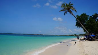 Colombia, Cartagena, Playa Blanca beach, palm over water