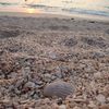 Costa Rica, Playa Conchal beach, shells