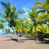 Costa Rica, Playa Jaco beach, palms