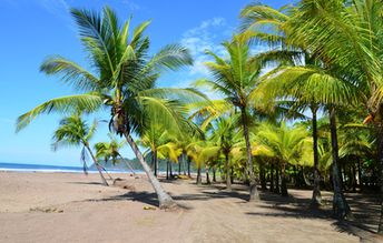 Costa Rica, Playa Jaco beach, palms