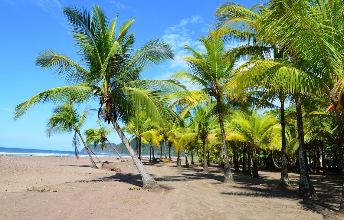 Costa Rica Playa Jaco Beach Palms Orig 