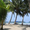 Costa Rica, Playa Samara beach, palms