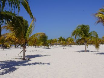 Cuba, Cayo Largo, Sirena beach, palm trees