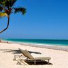 Cuba, Varadero beach, palm tree