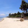 Indonesia, Gili Islands, Gili Air beach, tree