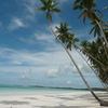 Indonesia, Kai Kecil, Pasir Panjang beach, high palms