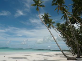 Indonesia, Kai Kecil, Pasir Panjang beach, high palms