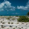 Kiribati, Kiritimati (Christmas Island), Boating Lagoon beach, bush