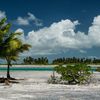 Kiribati, Kiritimati (Christmas Island), Boating Lagoon beach, palms