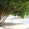 Maldives, Guraidhoo beach, tree