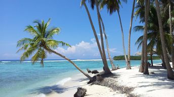 Maldives, Thulusdhoo beach, palm over water