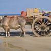 Myanmar (Burma), Ngapali beach, bull