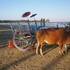 Myanmar (Burma), Pathein, Chaung Tha beach, bulls