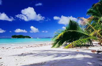 Seychelles, Praslin, Anse Volbert beach, palms