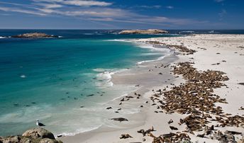 USA, California, Channel Islands, San Miguel island, sea lions