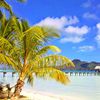 Bora Bora, Eden Beach, palms