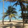 Colombia, Palomino beach, palms