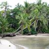Fiji, Yasawa Islands, Matacawa Levu island, palm trees