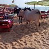 Goa, Candolim beach, cows